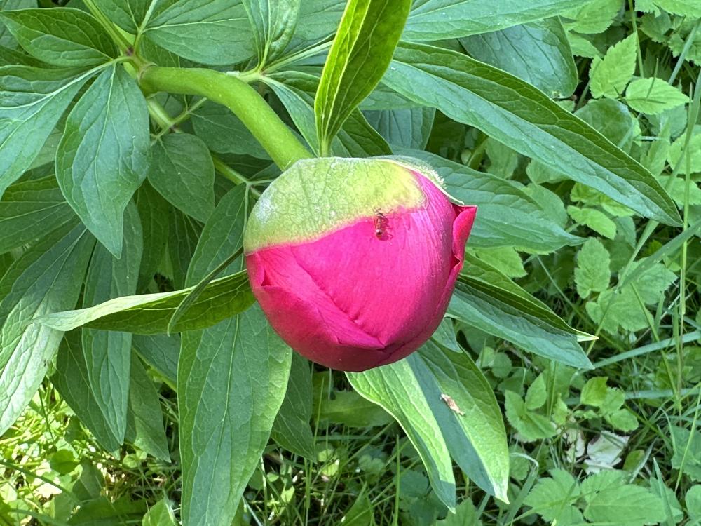Schöpfung.Glaube.Gemeinde.praktisch
